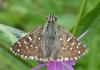 Pyrgus sp.